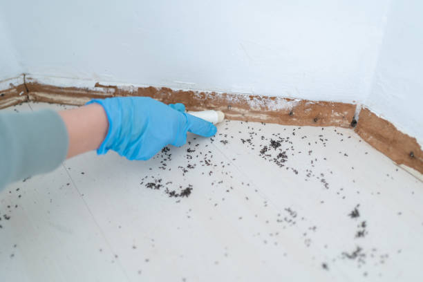 Best Real Estate Pest Inspections  in Edwards Af, CA